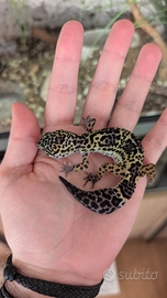 Geco Leopardino Cod 008