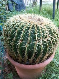 Echinocactus - "cuscino della suocera"