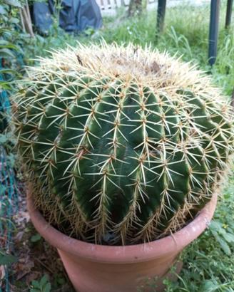 Echinocactus - "cuscino della suocera"