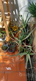Piante succulente, aloe, gasteria, agave, crassula