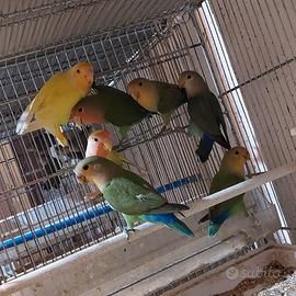 Inseparabili