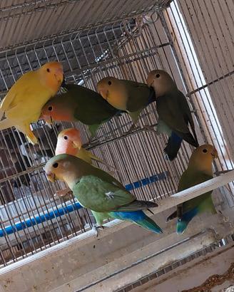 Inseparabili