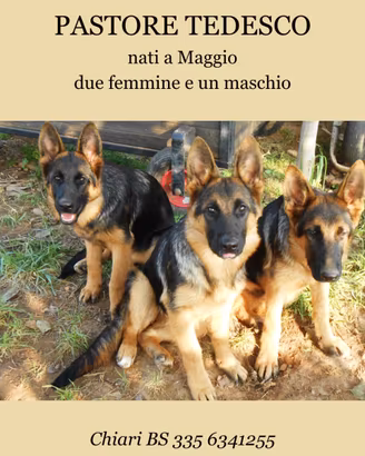 Cuccioli Pastore Tedesco