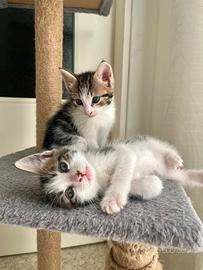 Cuccioli gatti
