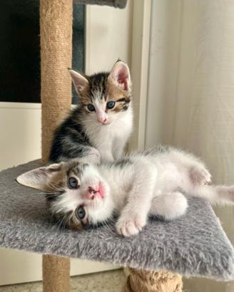 Cuccioli gatti