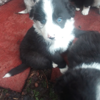 Cuccioli border collie