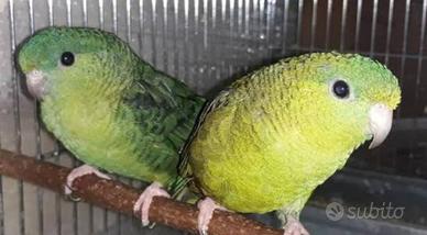 Barrati