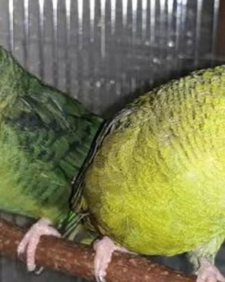 Barrati