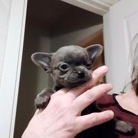 Chihuahua pedigree ENCI