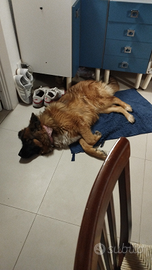 Pastore Tedesco femmina