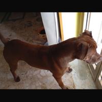 Maschio Pitbull Red nose per accoppiamento