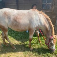 Cavalla appaloosa