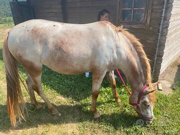 Cavalla appaloosa