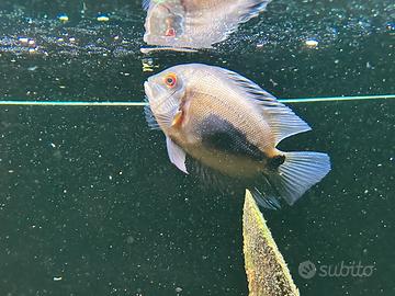 Ciclide UARU AMPHIACANTHOIDES