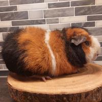 Porcellino d'india us teddy