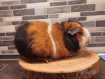 Porcellino d'india us teddy