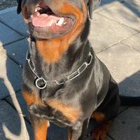 Rottweiler per monta