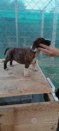 Cucciole Amstaff