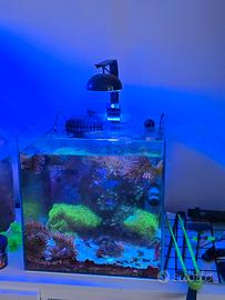 acquario marino
