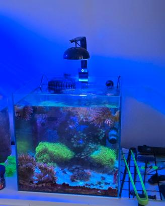 acquario marino