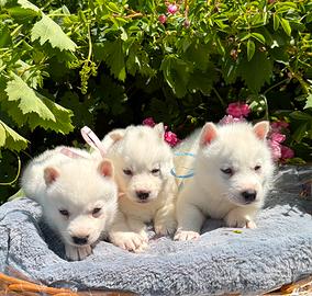 Siberian Husky con pedigree speciali