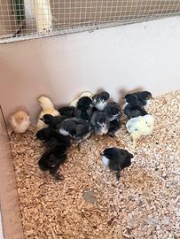 Pulcini brahma e marans