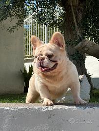 Monta bulldog francese