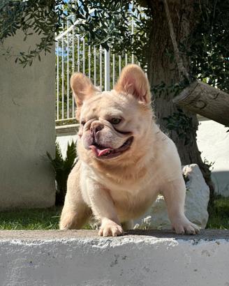 Monta bulldog francese