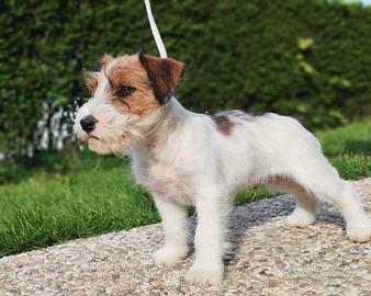Jack Russell