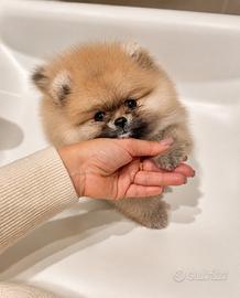 Spitz di Pomerania Nano