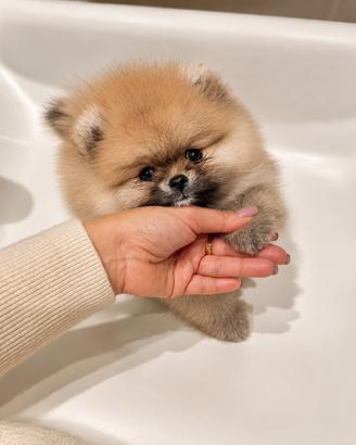 Spitz di Pomerania Nano