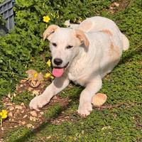 Cuccioli taglia grande