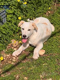 Cuccioli taglia grande