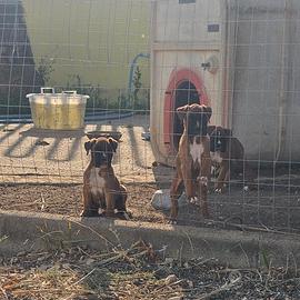 Cuccioli Boxer