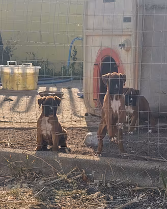 Cuccioli Boxer