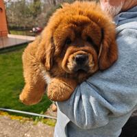 Tibetan mastiff