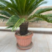 Cycas 