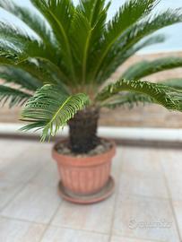 Cycas 