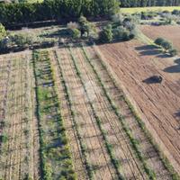 TER. AGRICOLO A SESTU