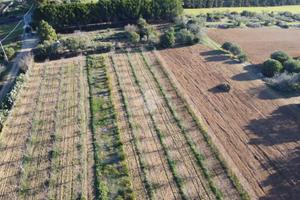 TER. AGRICOLO A SESTU