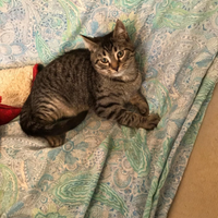 Gatto 2 maschi castrati fiv felv negativi