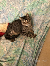 Gatto 2 maschi castrati fiv felv negativi