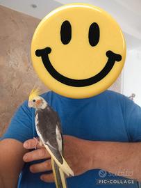 Pappagalli