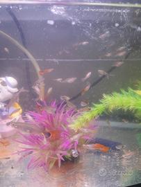 Acquario completo di pesci guppy e tutto 35lt