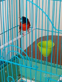 Cardinalino vinzwella 3453338806
