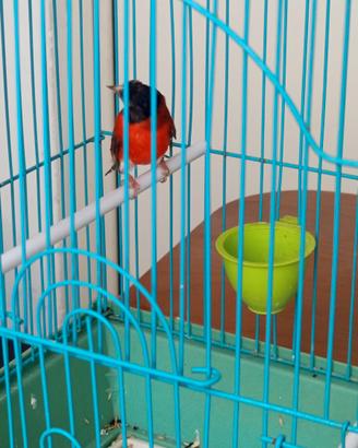 Cardinalino vinzwella 3453338806