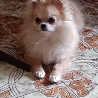 Chihuahua femmina 12 mesi pelo lunghissimo leggi