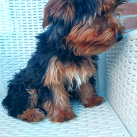 Vendita yorshier terrier razza media