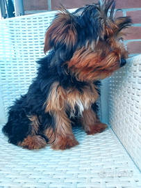 Vendita yorshier terrier razza media