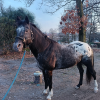Cavallo